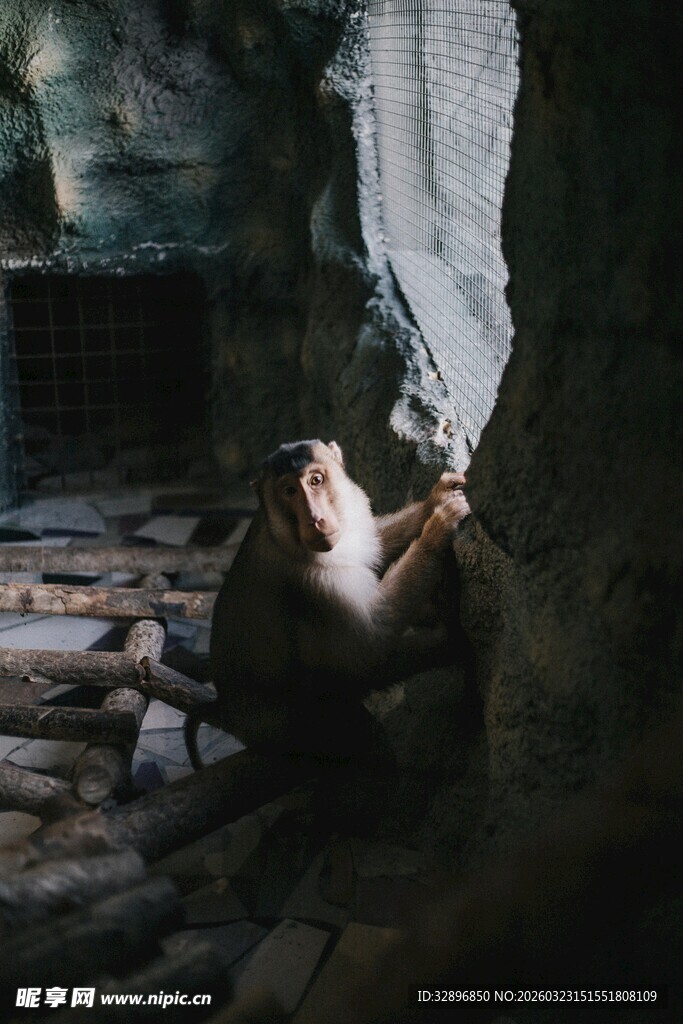 洞穴中专注观察的猴子