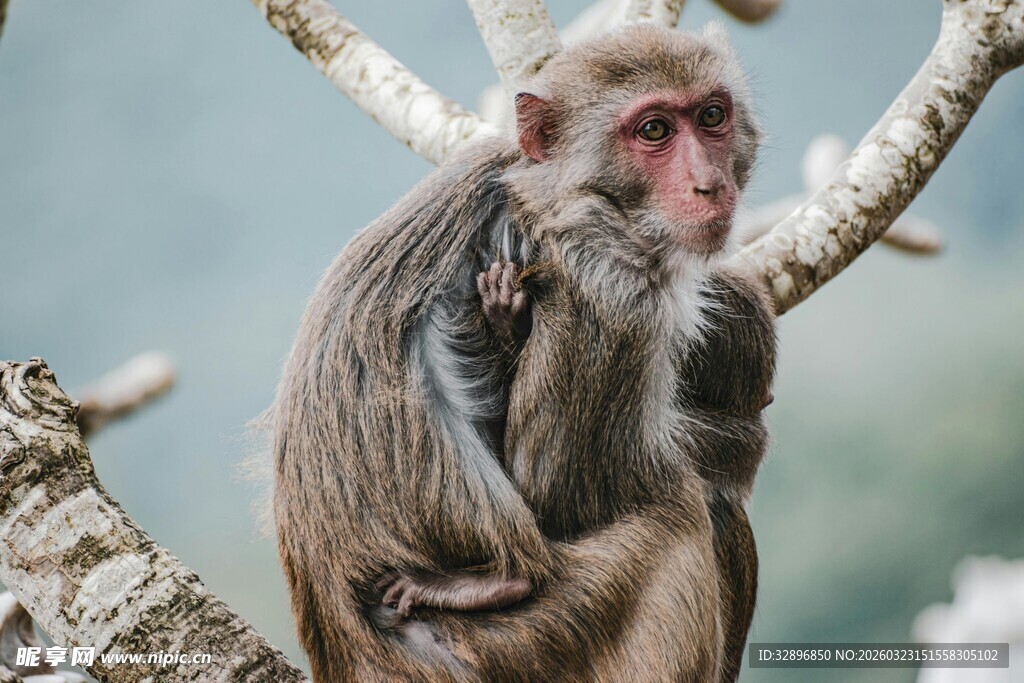 独坐枝头的猴子