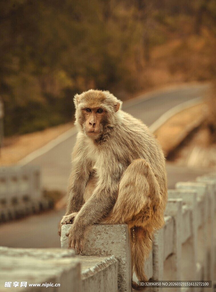 石栏上的猴子