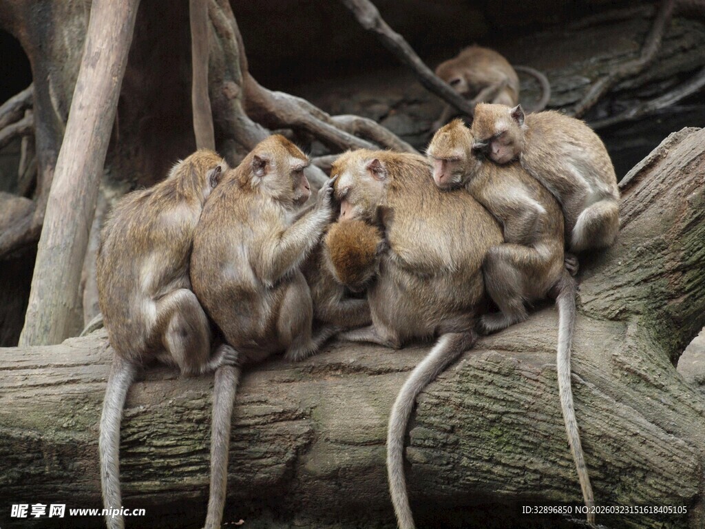 猴子群栖于树干上