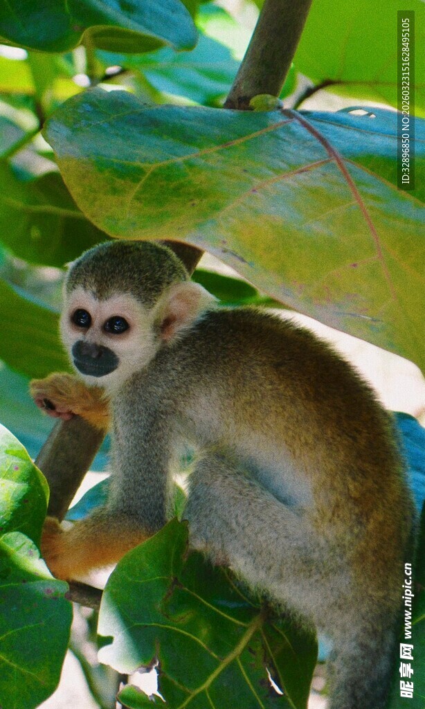 绿叶间的松鼠猴