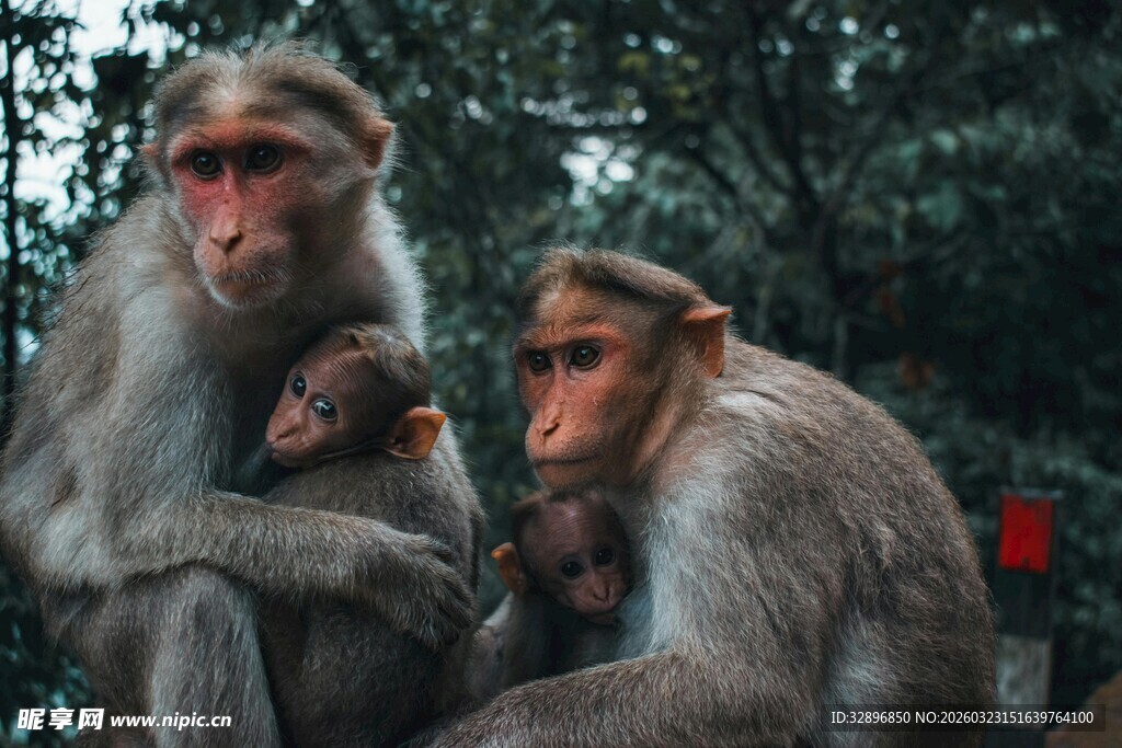 猴群依偎画面