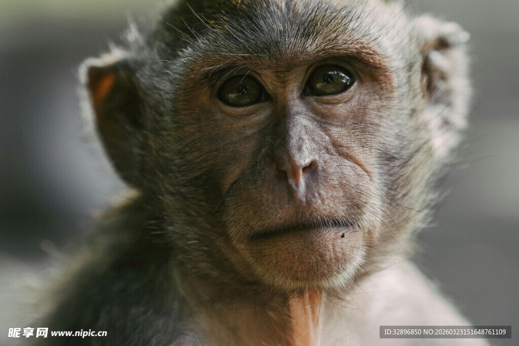 凝视镜头的猴子