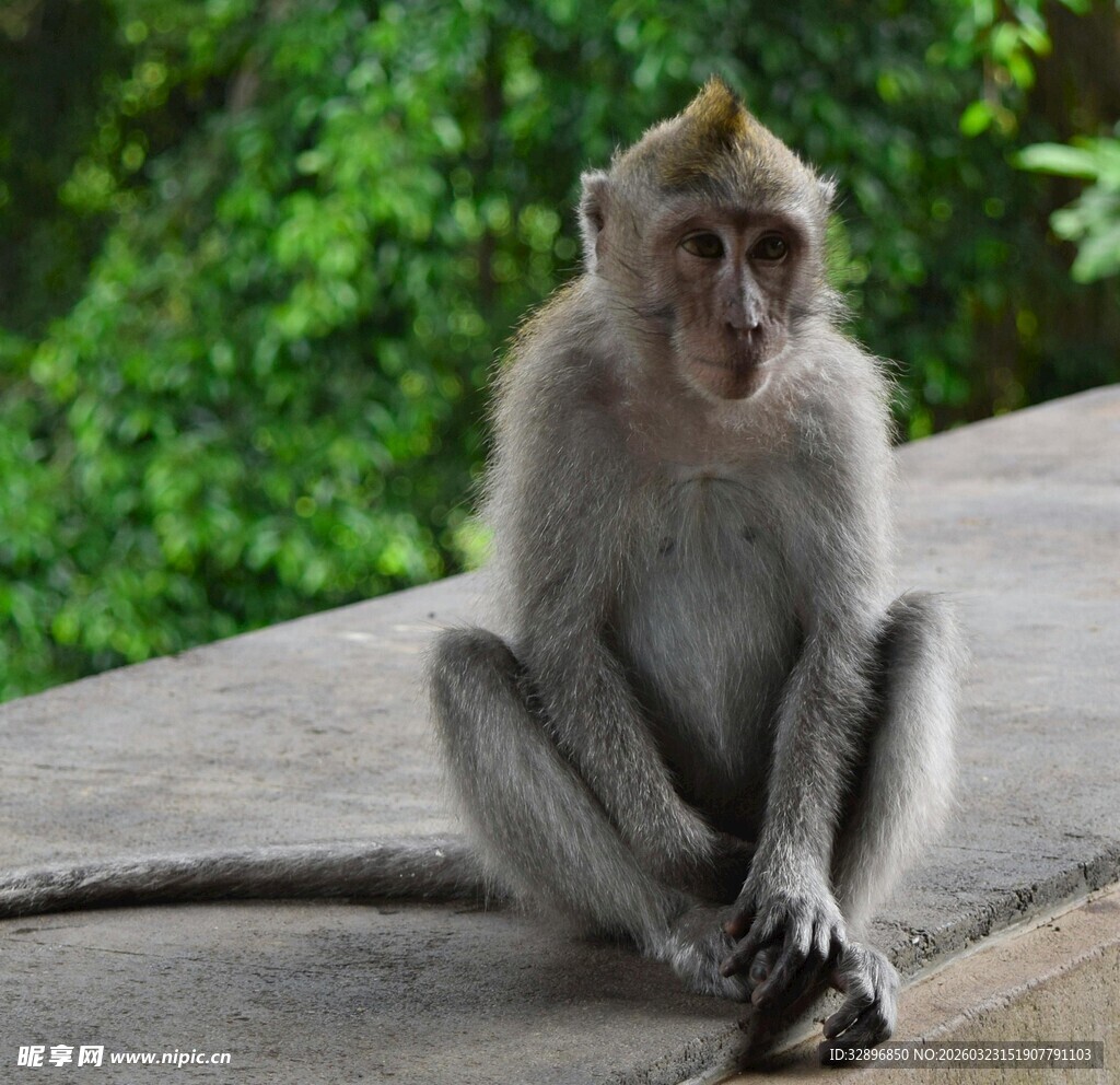 独坐石台的猕猴