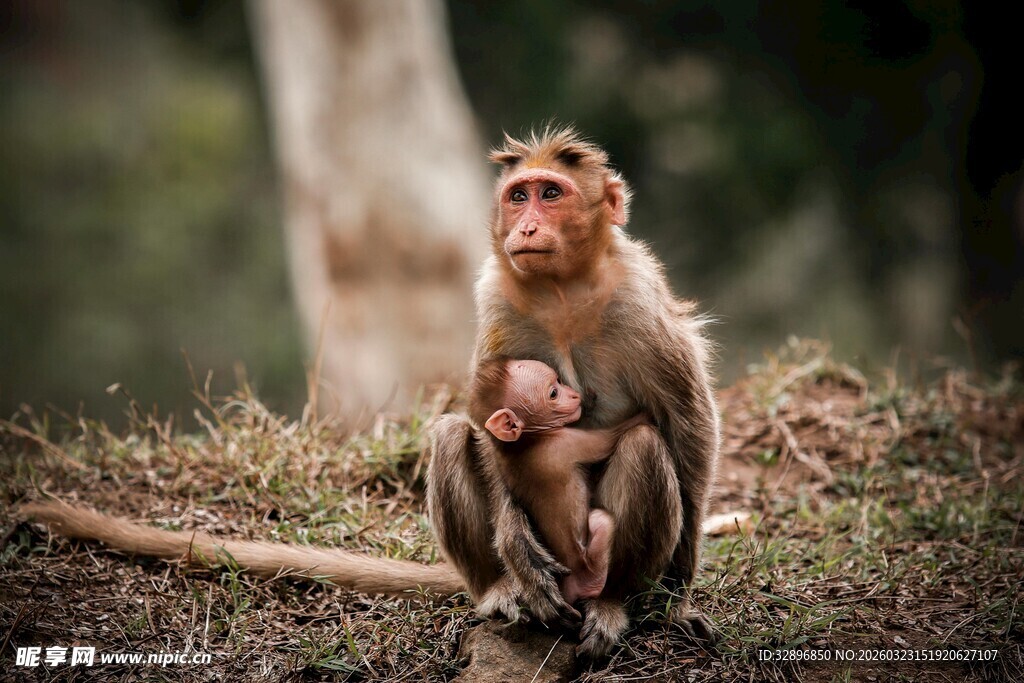 母猴怀抱小猴坐于林间