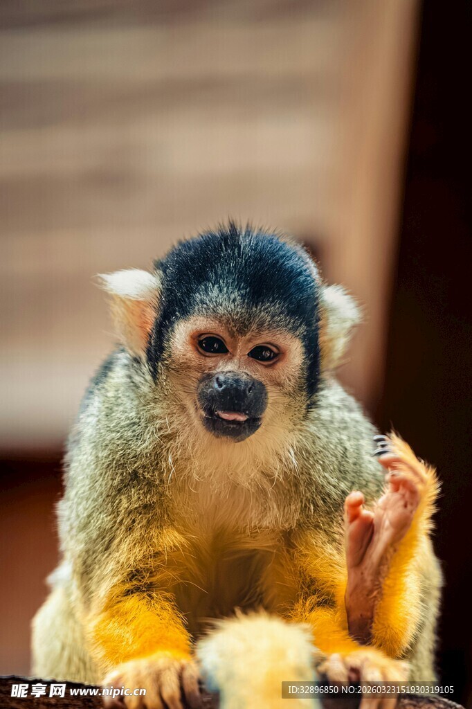 可爱小猴子俏皮模样