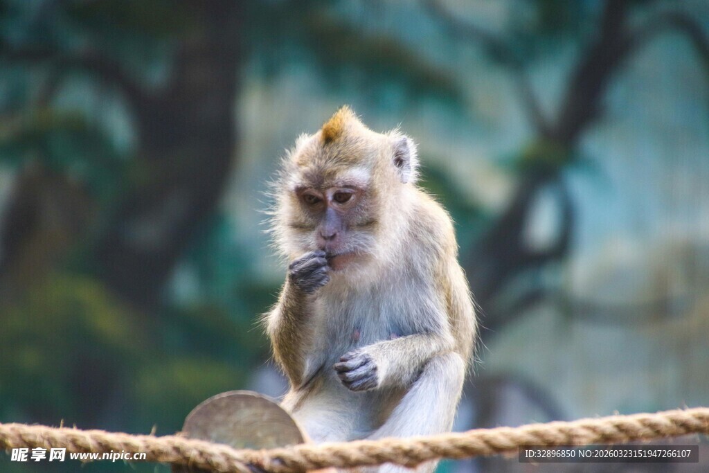 绳上坐立的可爱小猴