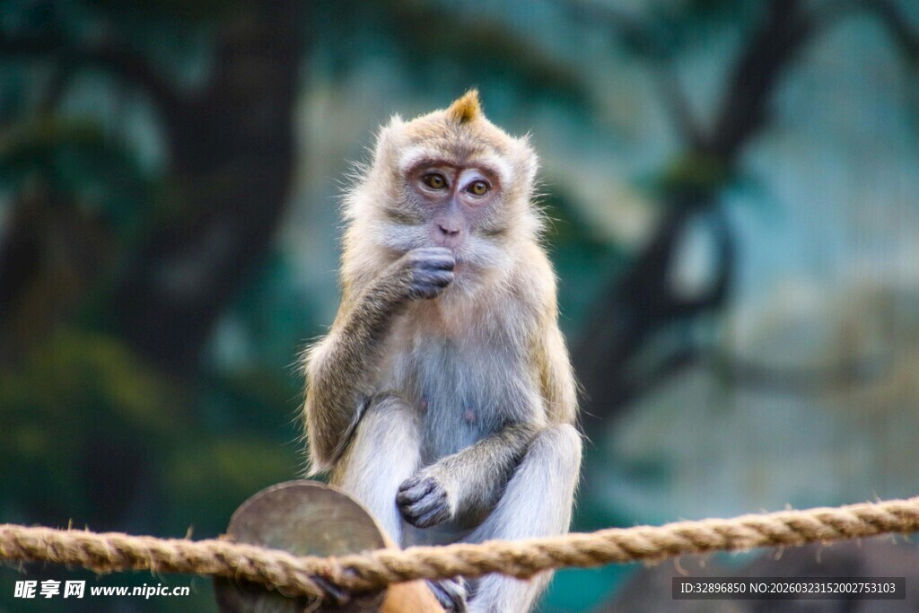 猴子坐绳上