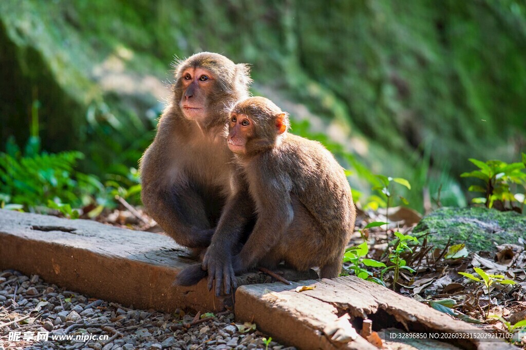 两只猴子坐于木板上
