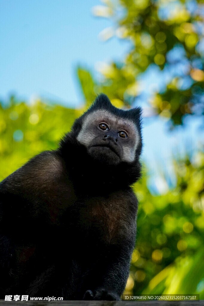 黑猴于绿意中凝望