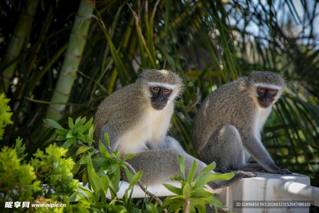 两只猴子坐于绿植间