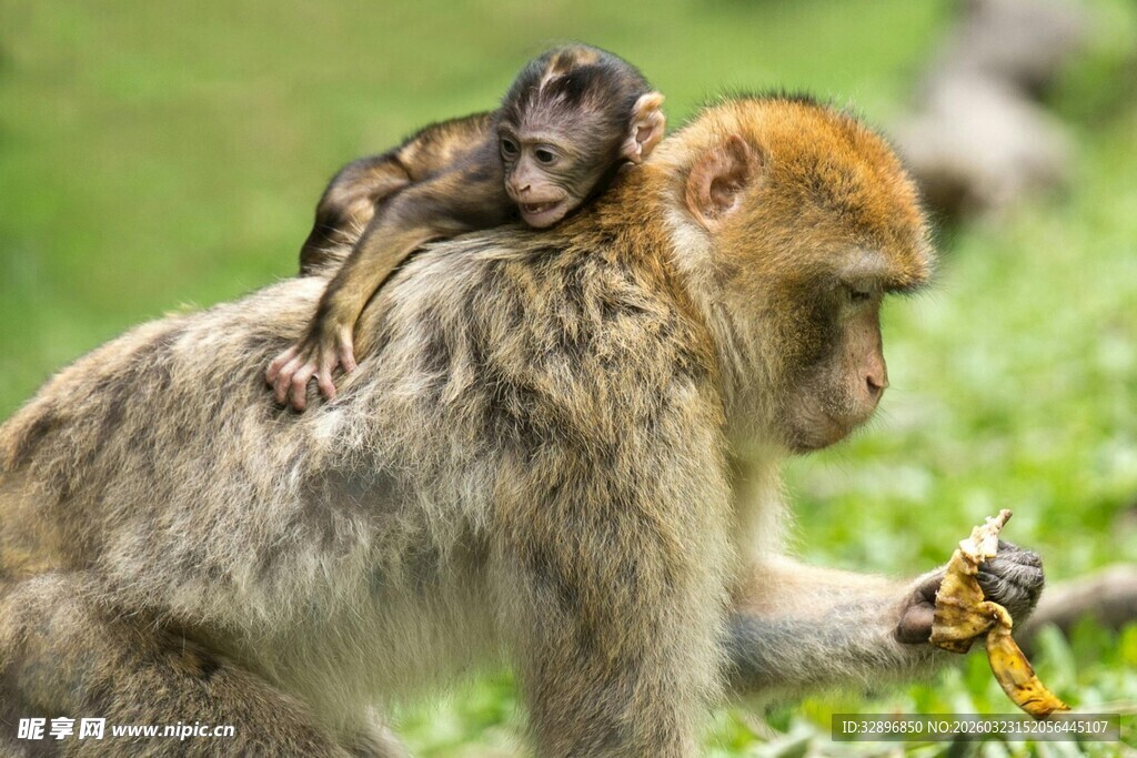 母猴背小猴专注觅食