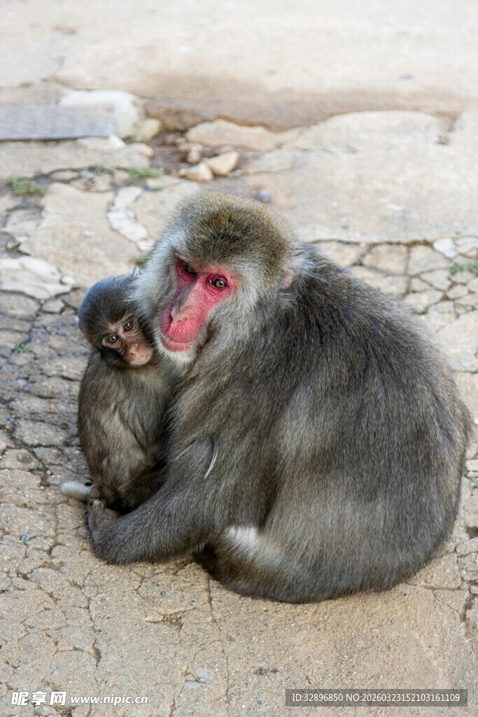 母猴与小猴依偎的温馨瞬间