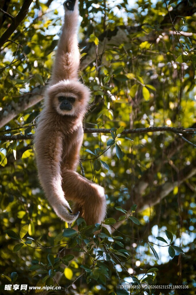 挂在树上的长臂猿