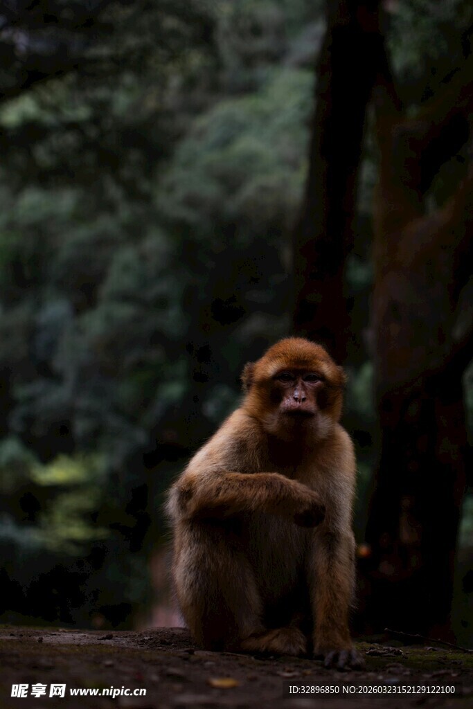 林中猴子独坐