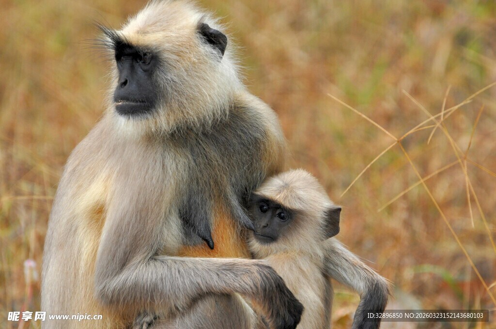 母猴与小猴依偎的温馨瞬间