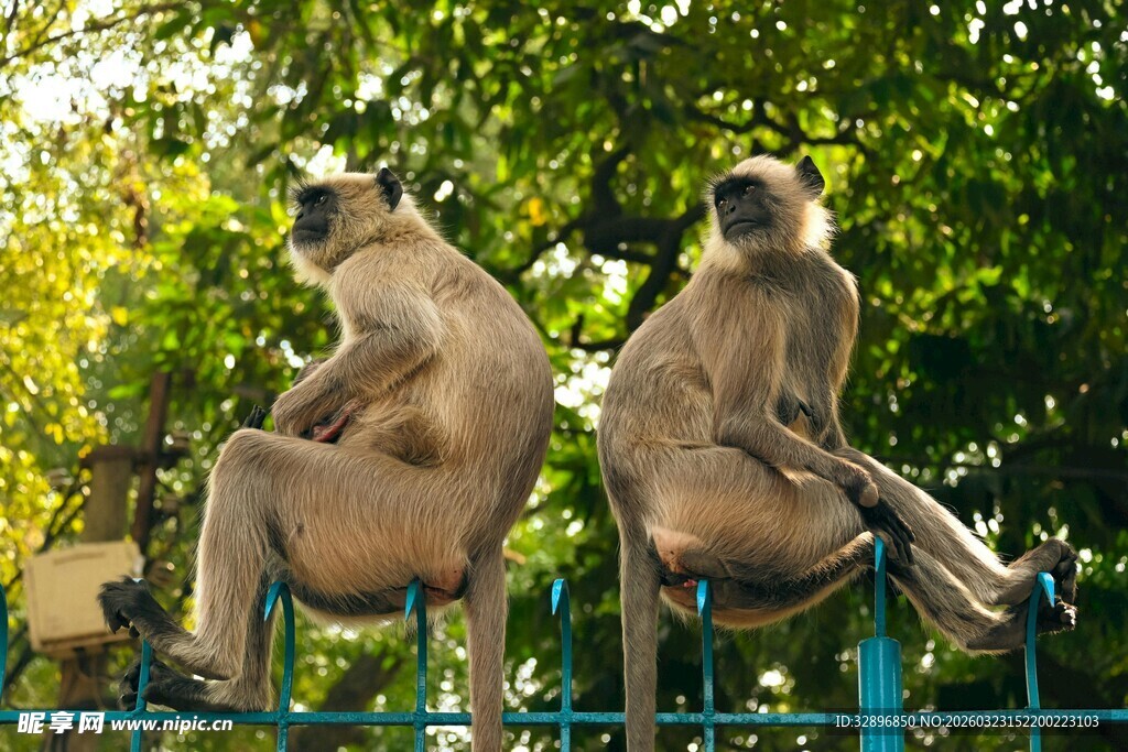 两只猴子坐栏杆