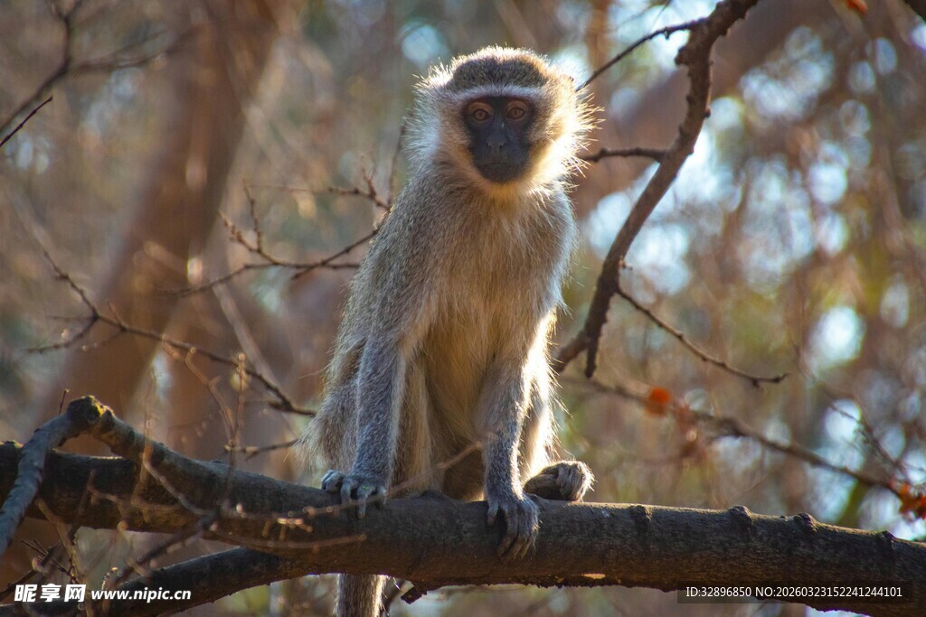 枝头端坐的机灵小猴