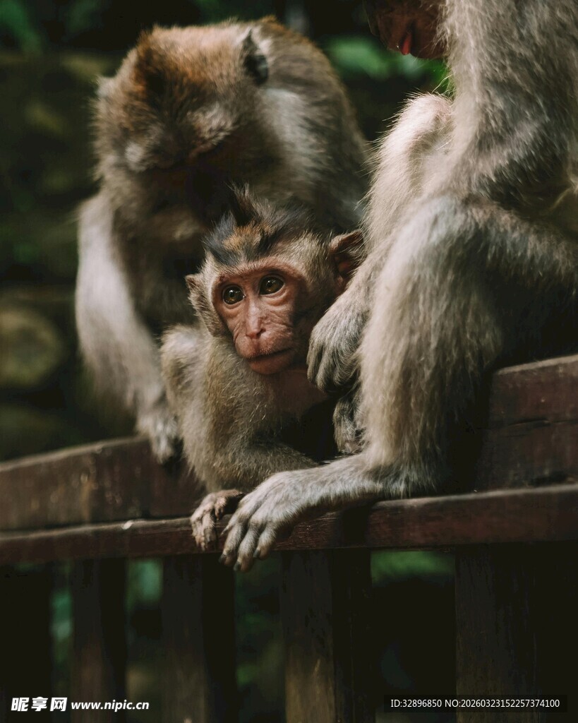 猴子群聚于栏杆处互动