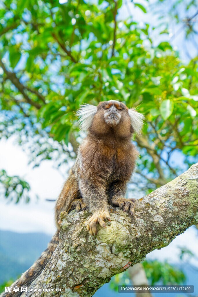 小猴子栖息在树枝上