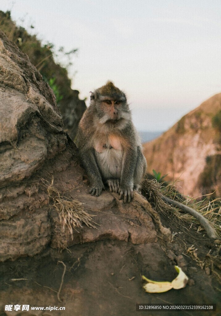 岩石上休憩的猴子