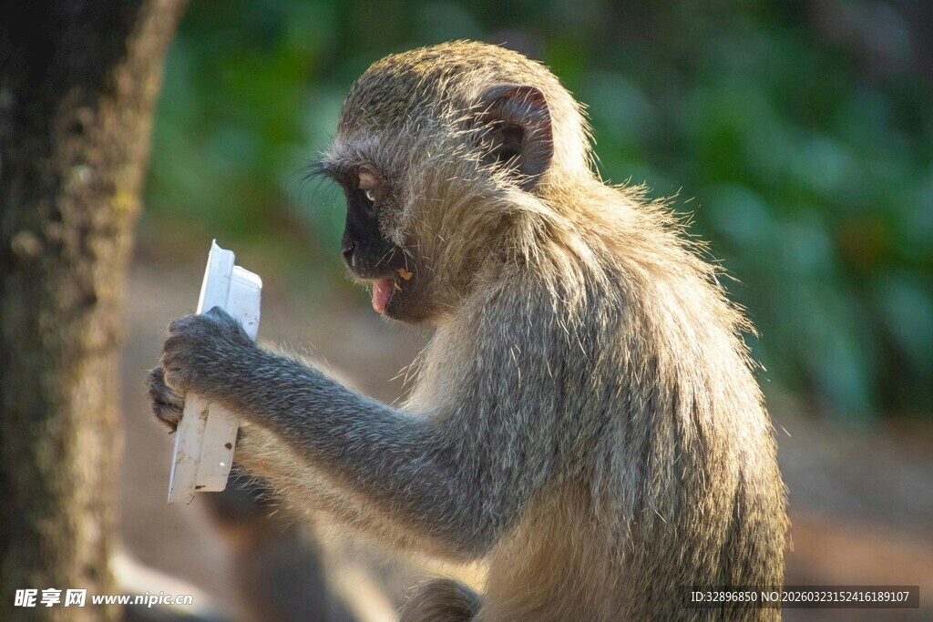 猴子手持物品专注查看