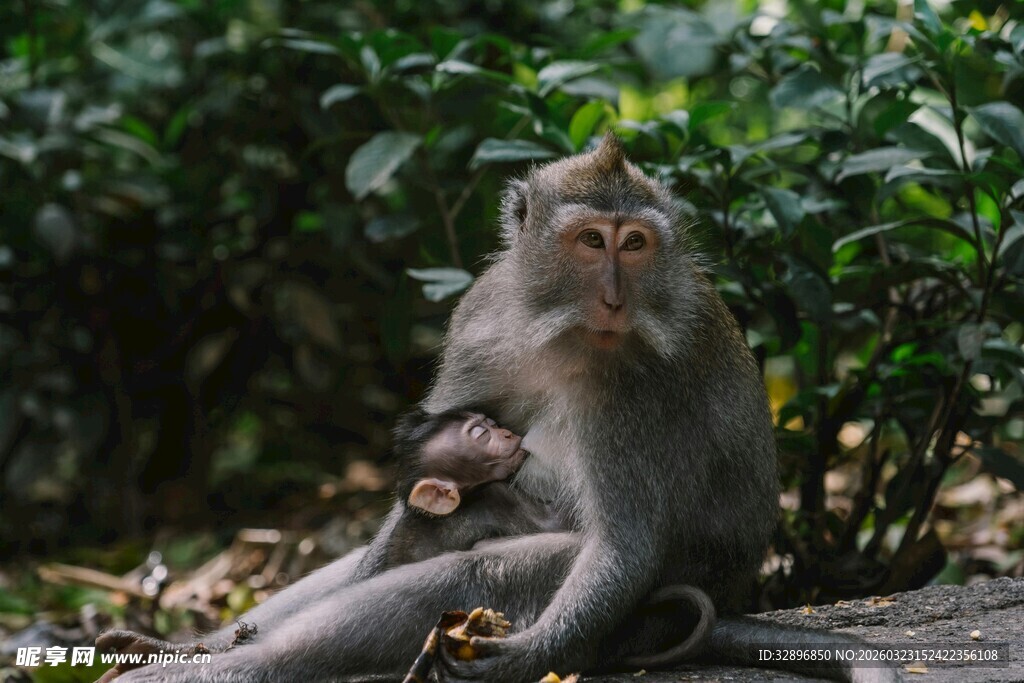 母猴与小猴坐于林间