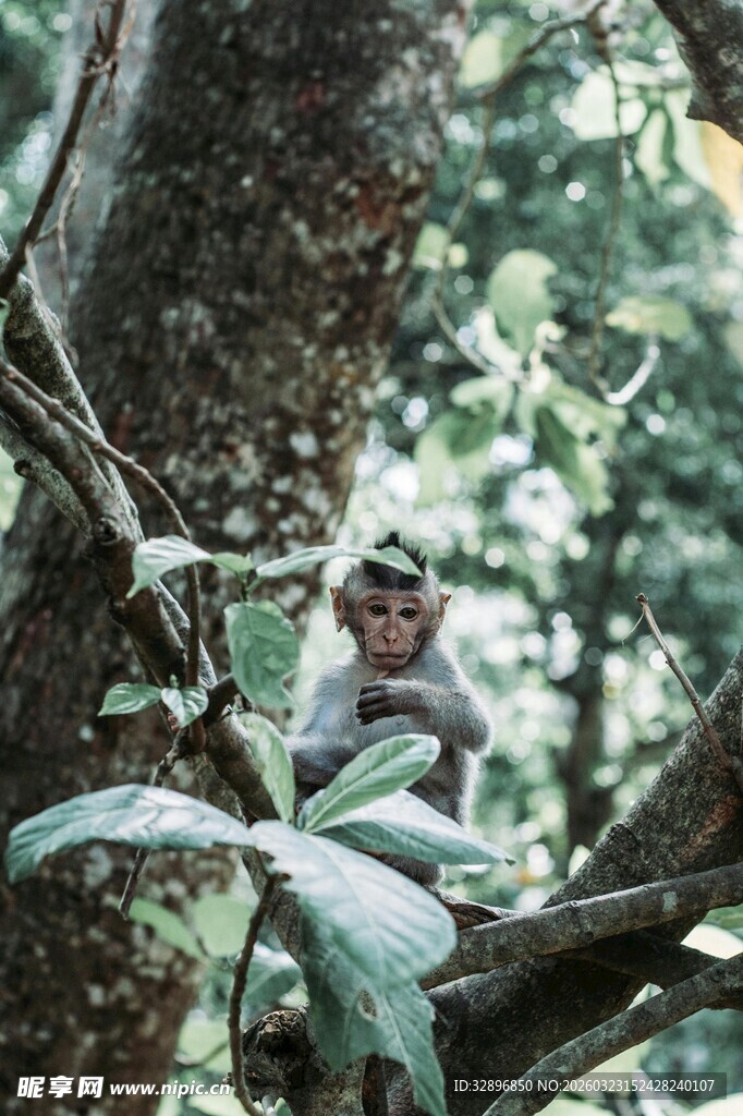 男子于树上专注观察景象