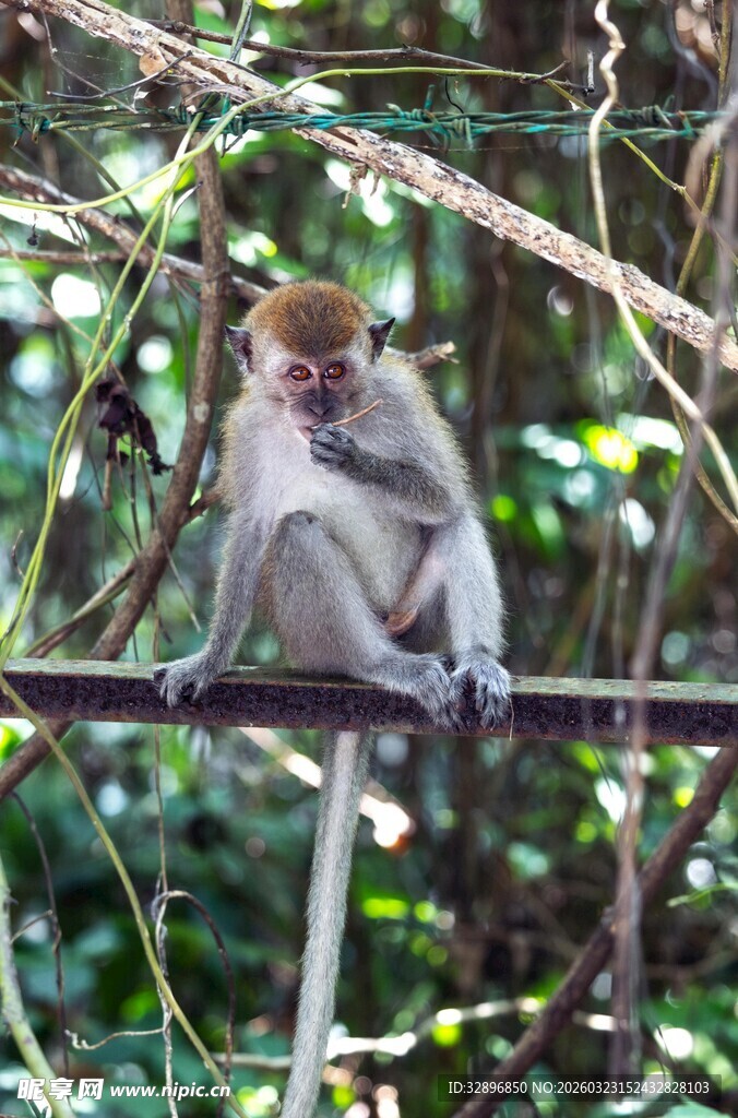 猴子坐杆上