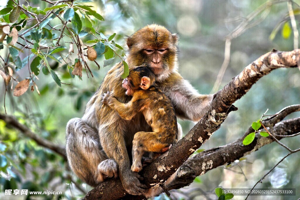 母猴抱小猴于树枝间