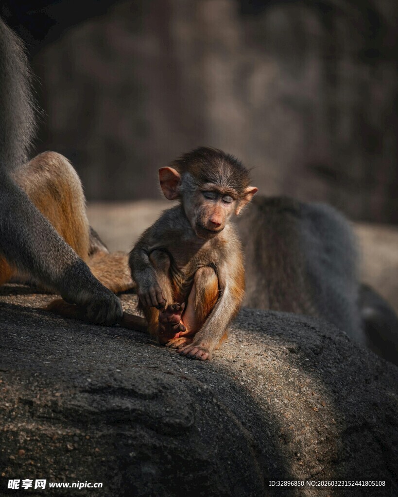岩石上的小猴子