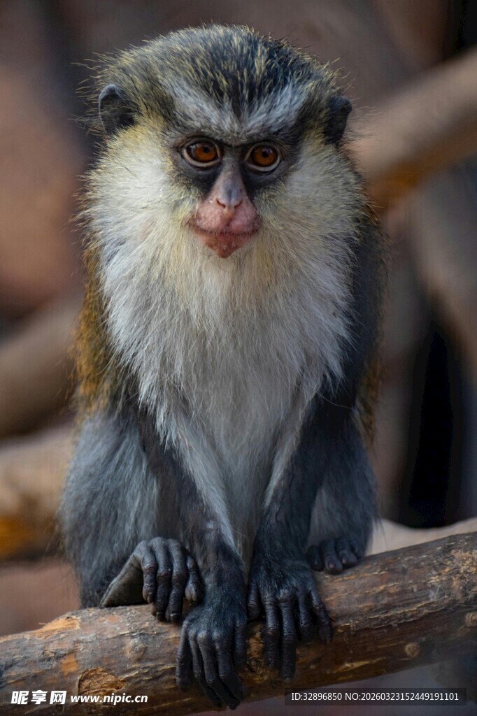 可爱狨猴坐于木杆上