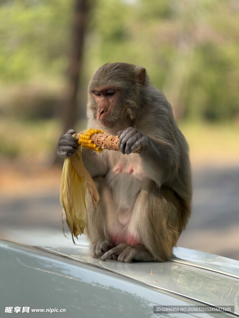 猴子坐在车顶吃玉米