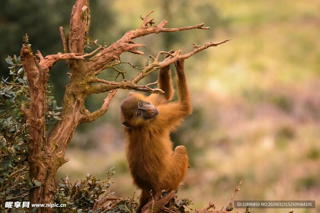 挂在枝头的可爱小猴子