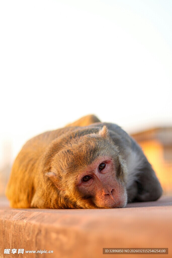 慵懒猴子趴卧姿态