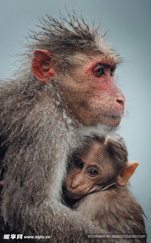 母猴与小猴依偎温馨一刻