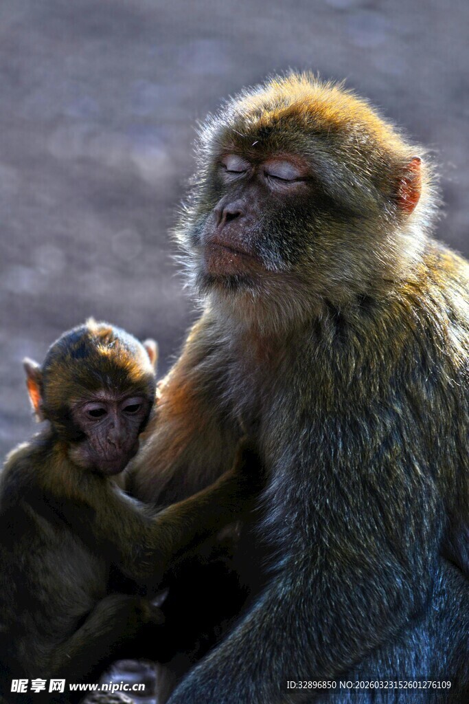 母猴与小猴的温馨瞬间