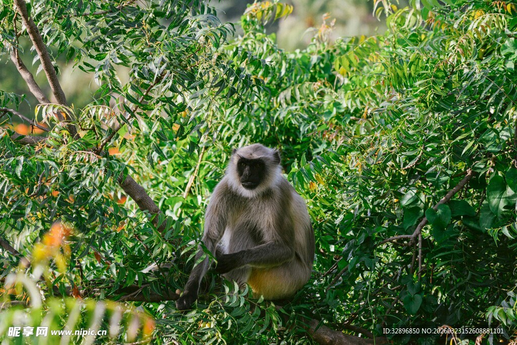 林间猴子坐于葱郁草木间