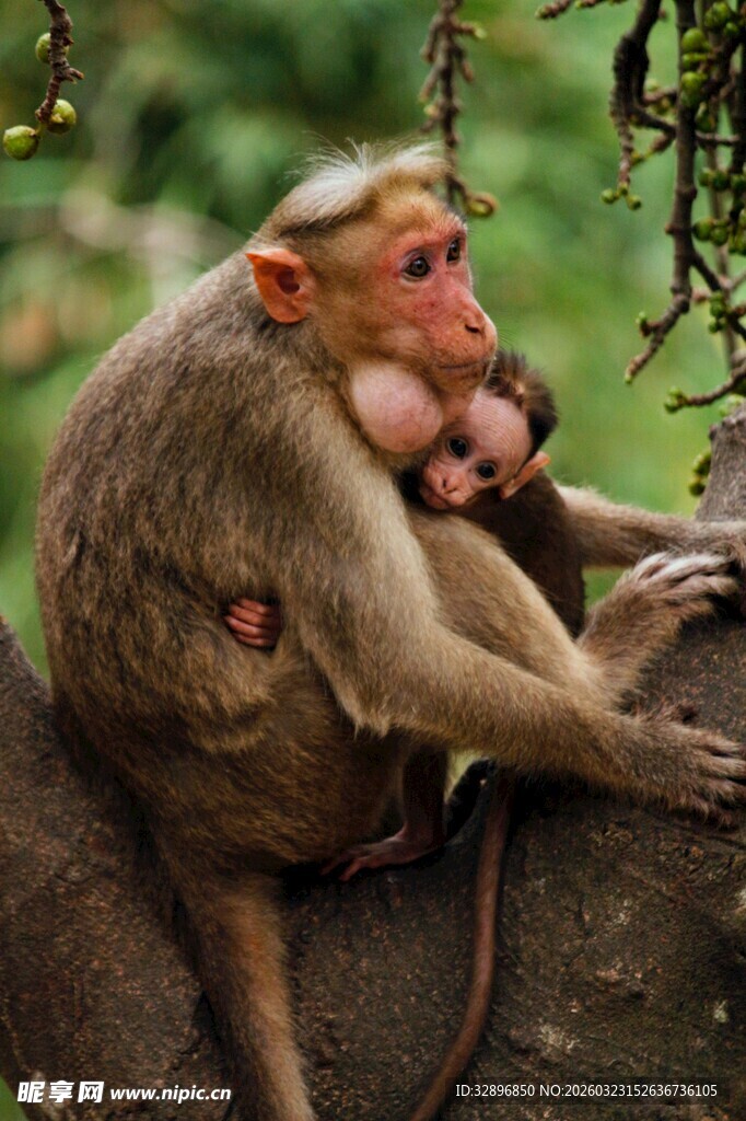 母猴抱幼猴于林间