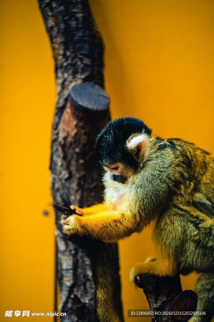 猴子树上专注掏洞