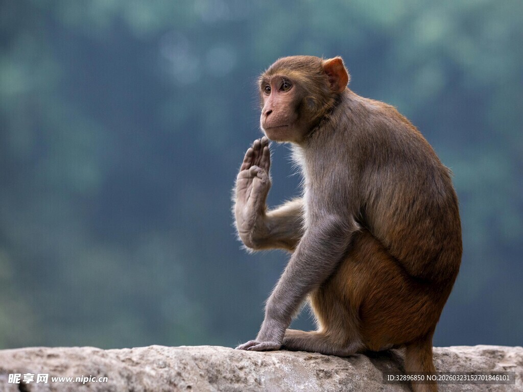 石上猕猴悠然自得