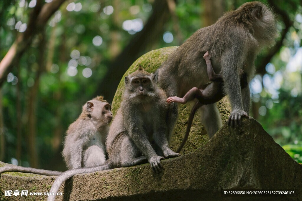 石台上的几只猴子