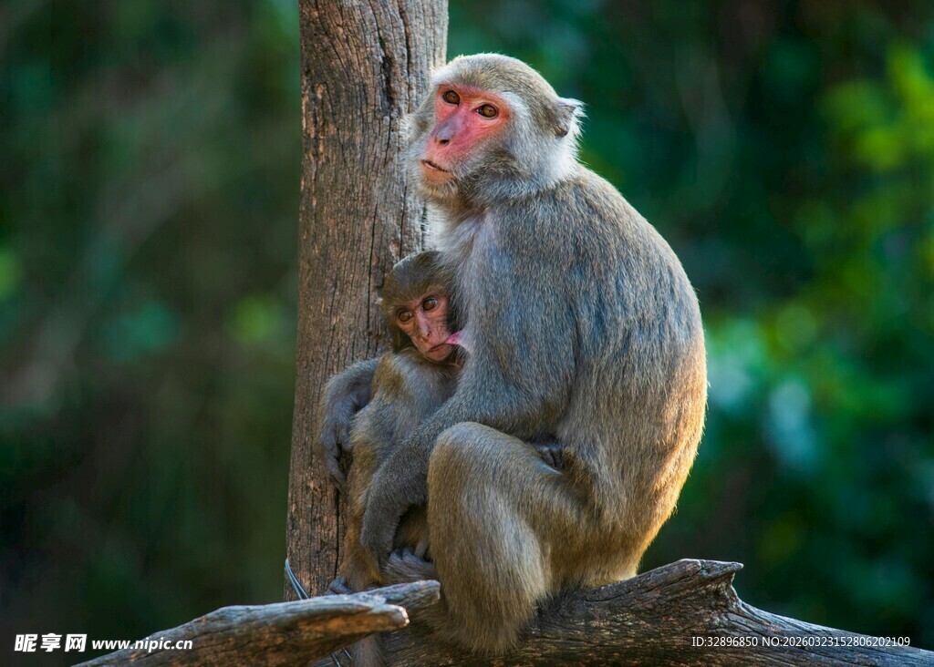 母猴抱小猴于树枝上