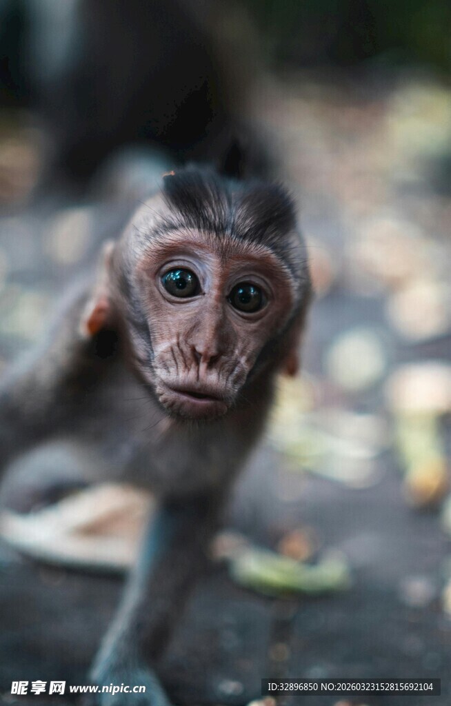 可爱小猴子的好奇瞬间