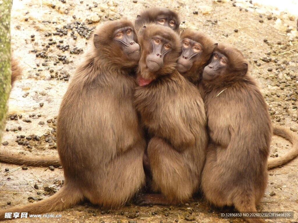 四只猴子亲密依偎