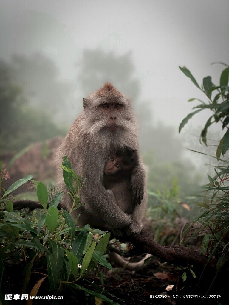 雾中猴母子依偎