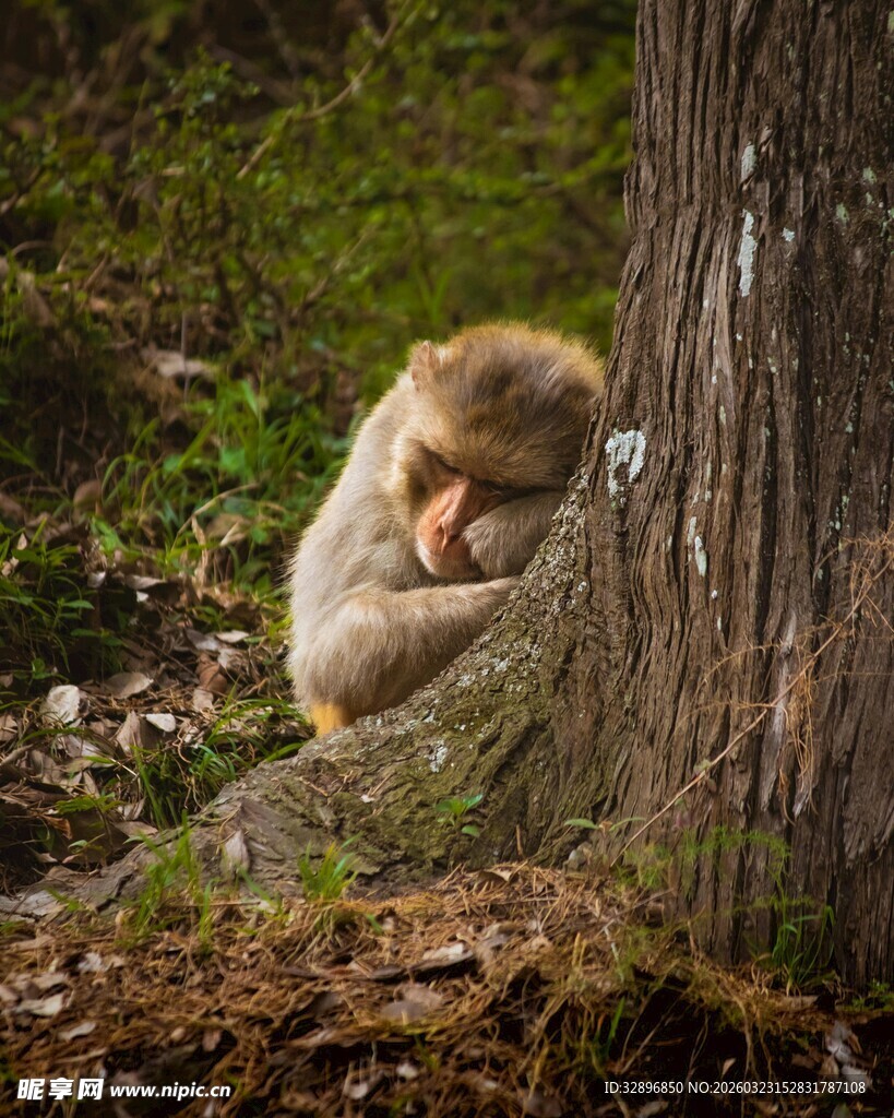 依偎树干的小猴子