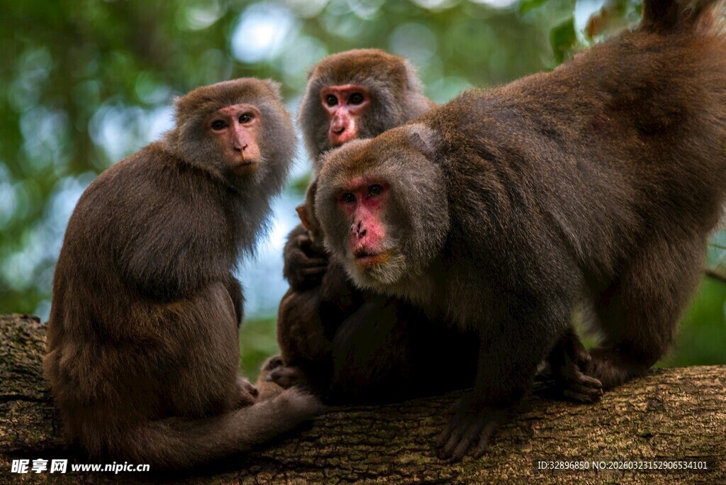 三只猴子坐于林间
