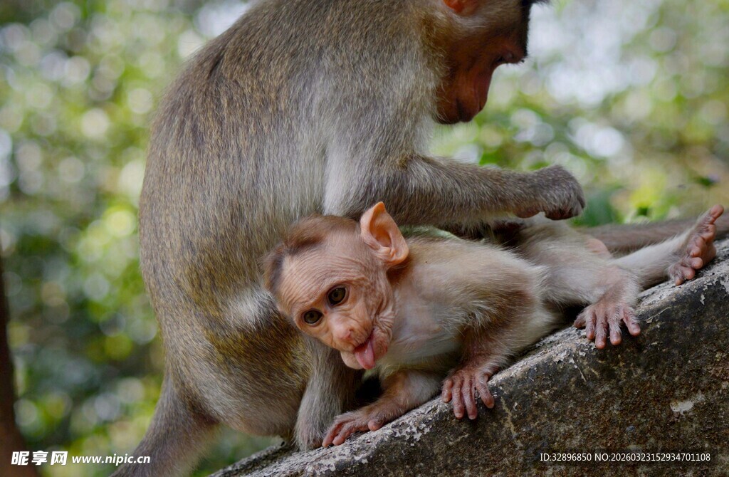 母猴与小猴亲昵互动