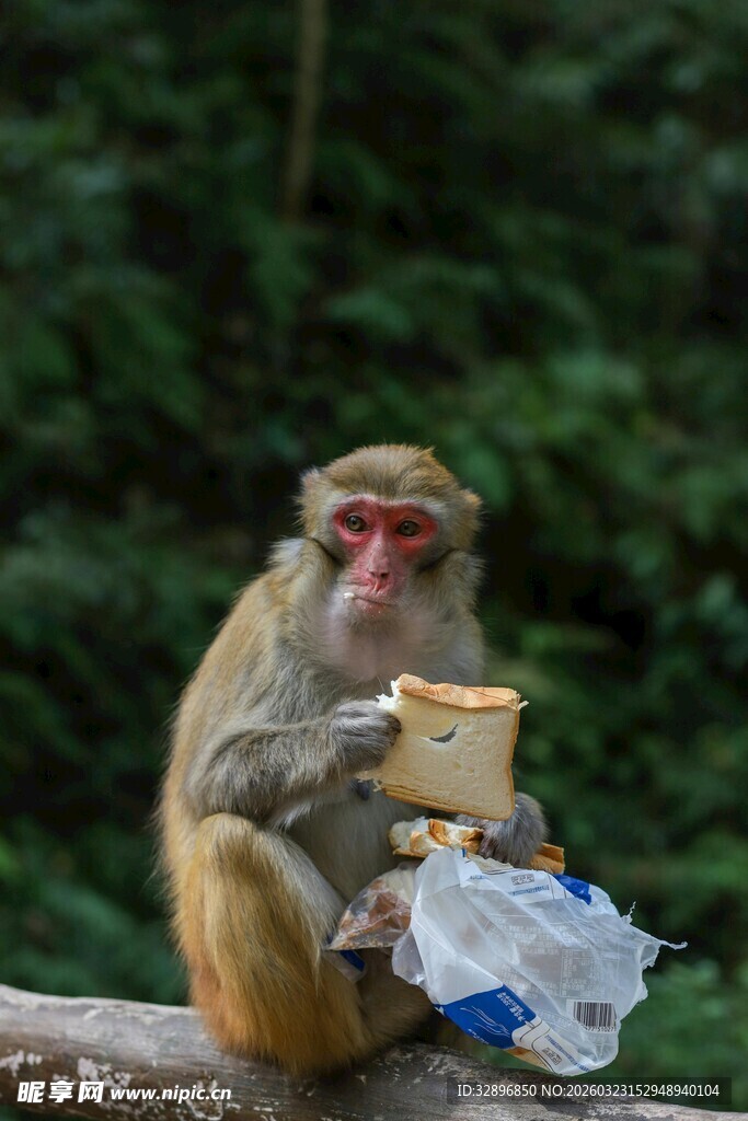猴子坐在木头上吃盒装食物